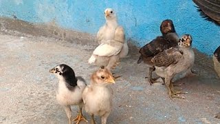 incubation chicks aseel rooster [upl. by Alessandro316]