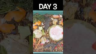 Worm Bin Progression  Time Lapse  Quickest Compost shorts [upl. by Lap]