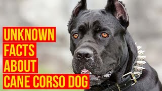 Cane Corso Dog Breed 7 facts Why Is The King For Your Protection [upl. by Colp]