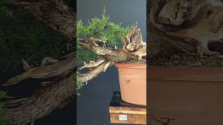 True Bonsai Technique bonsai bonsaitechniques [upl. by Sven517]