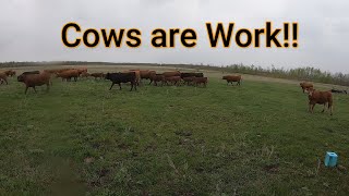 Cows Are Work [upl. by Twyla]