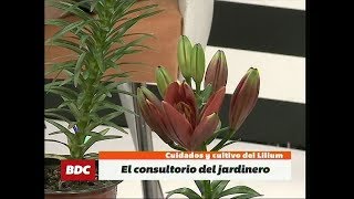 Cuidados y cultivo del Lilium en el Consultorio del Jardinero de Álvaro Ruiz Moreno [upl. by Knowling]