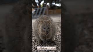 Quokka sound facts and videos [upl. by Mellar]