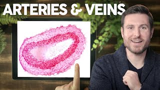 Blood Vessel Histology Explained for Beginners  Corporis [upl. by Kaslik]