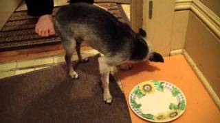 Dogs sudden loss of balance Ataxia or Stroke [upl. by Juliette124]