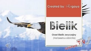 Orzeł Bielik zwyczajny Haliaeetus albicilla plus odgłosy [upl. by Nylesoy213]