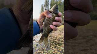 Big Carp Fish Catch By Fishing Hook 3 fishing hookfishing carpfishing [upl. by Modesty280]