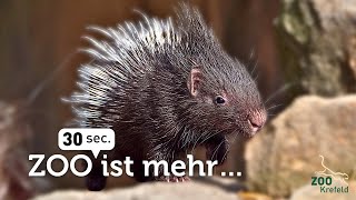 Stachelschweine in Miniaturformat 😍‼️ Unsere neuen StachelschweinBabys  Zoo Krefeld [upl. by Edieh]