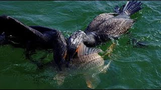 Fishing With Birds In China  Cormorant fishing [upl. by Eldreda]