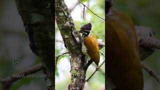 Female Malabar flameback woodpecker wildlifereels wildlifeshorts birds birdbehavior [upl. by Eachelle335]