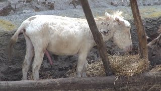 Asinara  isola Sardegna  documentario [upl. by Forrest]