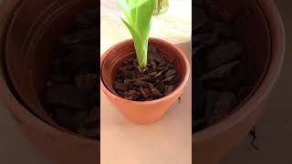 How To Propagate And Grow Bromeliads shorts [upl. by Cerf]