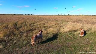 Epagneul Breton COLETTE amp ERNESTO HUNTING CELEBRATION Gray Partridge 171024 [upl. by Jethro]