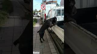 Cane Corso growing up from 224 months [upl. by Anisamoht]