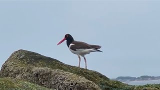 Oystercatcher birds Brighton Beach Brooklyn New York July 2024 [upl. by Adan163]