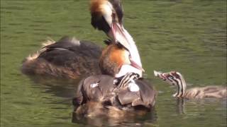 Great Crested Grebe parents feeding feathers to their young [upl. by Esoranna]