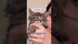 Rescued kitten ✨bamboozles✨ foster mom  fortheloveofkittenrescue [upl. by Bartholemy]