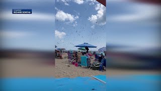 Why did dragonflies swarm New England beach Pollinator expert explains [upl. by Ayle]