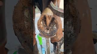 tiktok viral foryou farrier farrierlife farriersoftiktok horse hoof hoofcare satisfying [upl. by Halfdan]