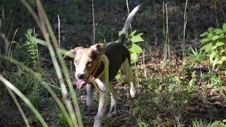 How To Build A Good Beagle Pack Bensons Kennel [upl. by Ellennaj303]