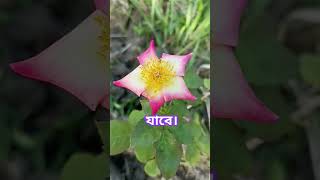 দোয়াটি পড়লে অথবা শুনলে জীবনের সমস্ত গুনাহ মাফ হয়ে যাবে ইনশাআল্লাহ islamicvideo new foryou dua [upl. by Annek81]