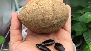 How to Grow Sapodilla  Sapote From Seeds [upl. by Kit]