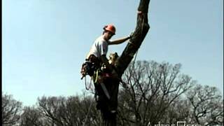 Top Removal with an Arborists Block part 1 [upl. by Olinde741]