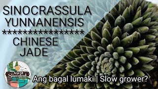 85100 Chinese Jade Sinocrassula Yunnanensis Black Succulent  Bakit ang bagal lumaki [upl. by King]