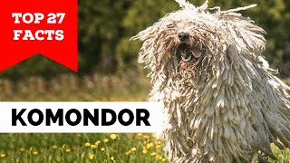 99 of Komondor Dog Owners Dont Know This [upl. by Nirehtak]