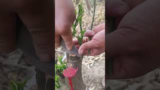 Best grafting technique grafting satisfying [upl. by Hoffert]