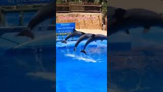 Dolphins FunYouTube reminder wildlife everyone [upl. by Hcelemile]