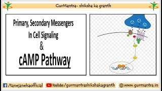 DIFFERENCE BETWEEN PRIMARY amp SECONDARY MESSENGERS WITH EXAMPLES  cAMP PATHWAY [upl. by Fawne]