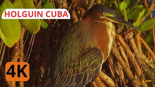 Héron Vert  Oiseaux de Cuba  Chant Cris doiseaux Aventure Oiseaux Nature  Serge ToniettoGiguère [upl. by Austen]