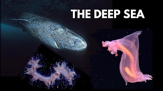 Deep Sea 101 Secrets of the Deep Ocean [upl. by Eelarual]