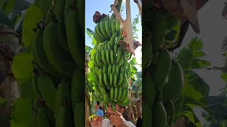 Банановый остров в Луксоре egypt luksor banana banan [upl. by Ahsiri]