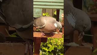 Woodpigeon [upl. by Bristow]