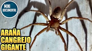 Araña cangrejo gigante mini documental Heteropoda venatoria [upl. by Andris632]