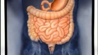 Introduction to Gastroenterology [upl. by Aniuqaoj]