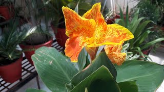 How to Grow and Care Canna Lily Plant  Keli  Canna Lily  Fun Gardening [upl. by Joel208]