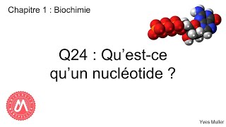 Chapitre 1  Biochimie  Q24  Questce quun nucléotide [upl. by Ophelie884]