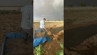 TARLA SALMA SULAMA  FIELD FLOOD IRRIGATION [upl. by Pangaro410]