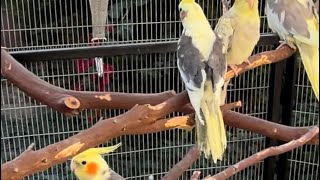 Baby Cockatiel Aviary Time birds cute cockatielbreedingtips cockatiels babybird aviary [upl. by Cheffetz]