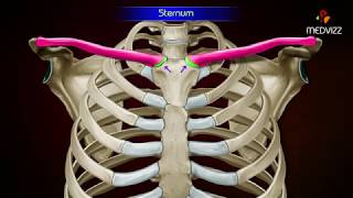 Gross Anatomy of Sternum  Osteology   Parts and Attachments [upl. by Manvell]