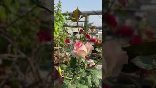 Winter’s best plant 💐for garden ytshorts terracegardeng [upl. by Uhp]