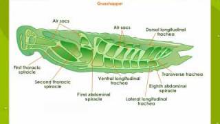 6 Insect circulatory system [upl. by Dareg956]