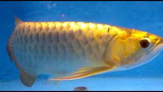 Bukit Merah Arowana Farm Visit [upl. by Morissa]