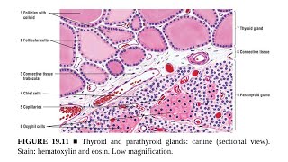 Parathyroid Glands Anatomy and Histology [upl. by Maddie]