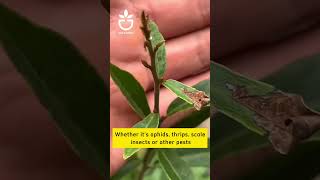 Effective insect spray for ornamental plants oldgardenshop plants howtocare gardentips [upl. by Eldin]