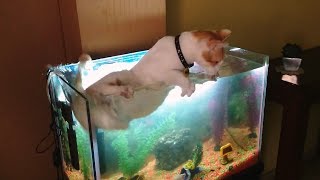 Cats vs Fish Tanks [upl. by Rather]