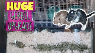 HUGE GERBIL CAGE UPGRADE  40 Gallon  Tank Topper [upl. by Busch772]